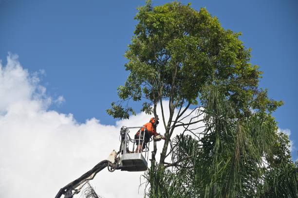 How Our Tree Care Process Works  in  Gonzales, TX